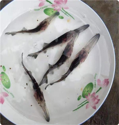 瀘州鴨嘴魚苗多少錢一斤,匙吻鱘魚苗